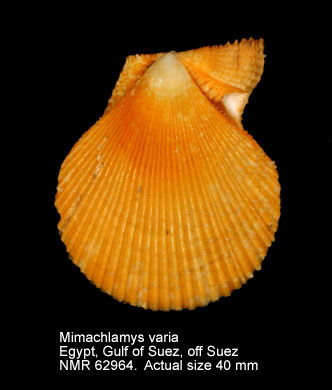 Mimachlamys varia (8).jpg - Mimachlamys varia(Linnaeus,1758)